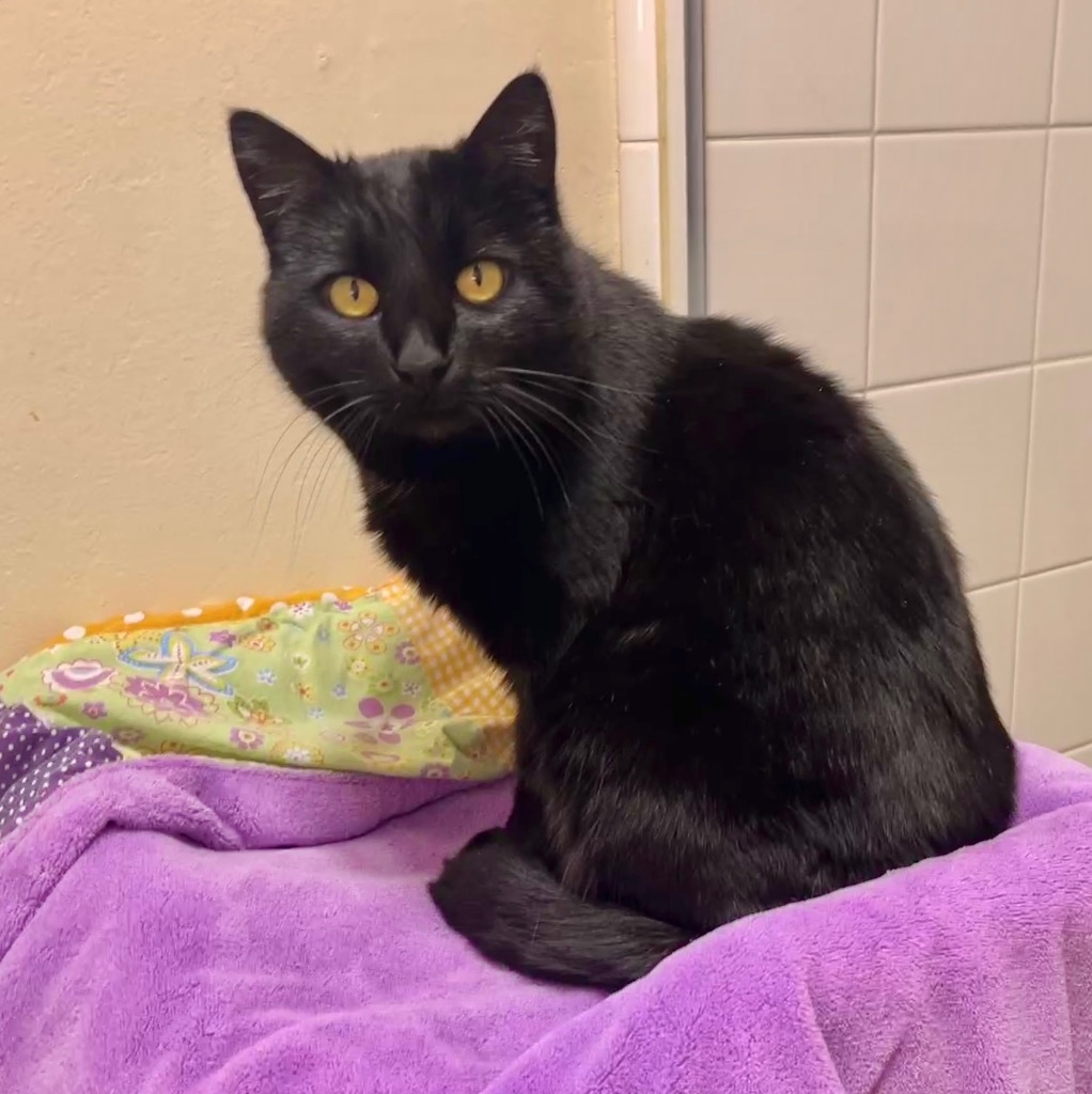 Midnight, an adoptable Domestic Short Hair in Cambria, CA, 93428 | Photo Image 5