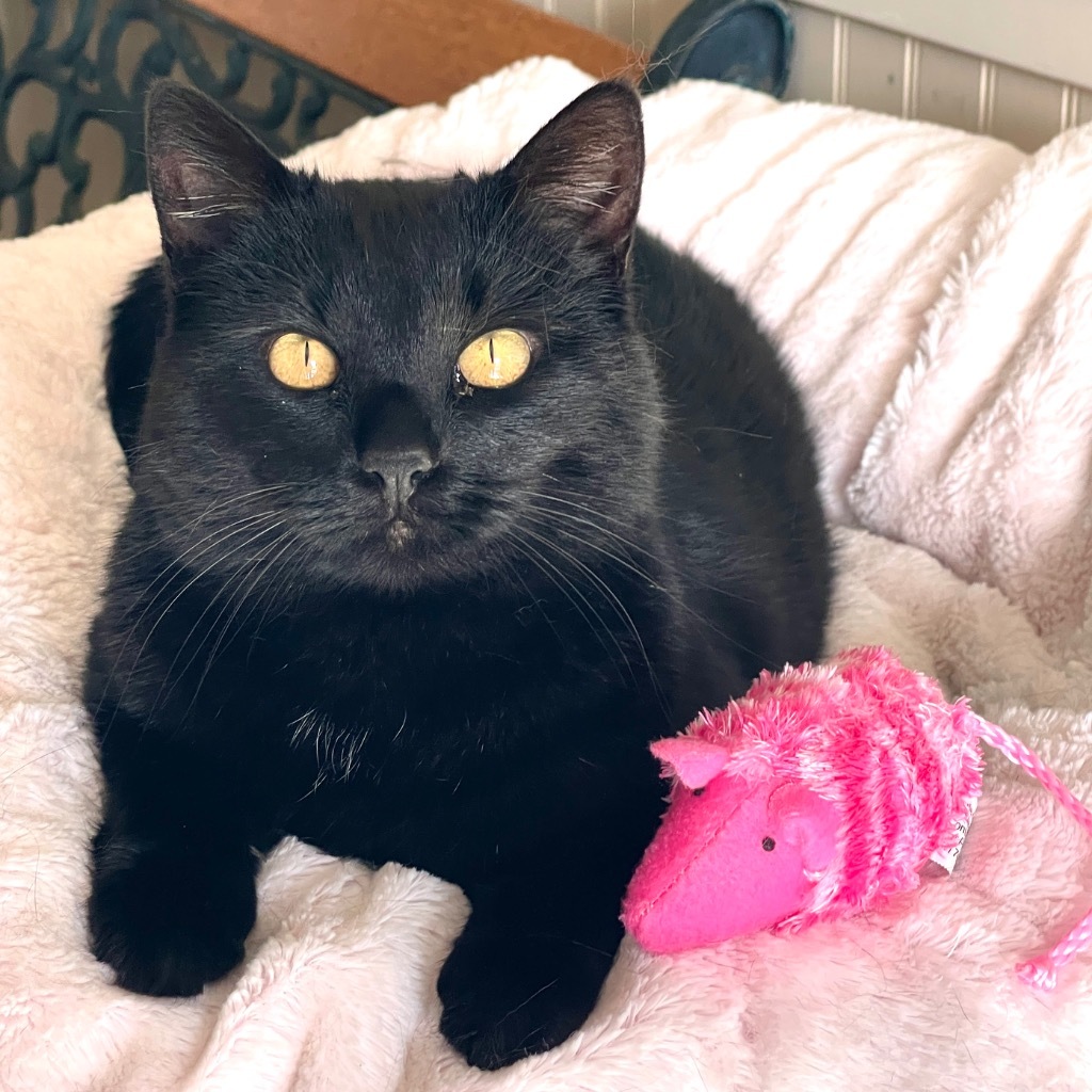 Midnight, an adoptable Domestic Short Hair in Cambria, CA, 93428 | Photo Image 6