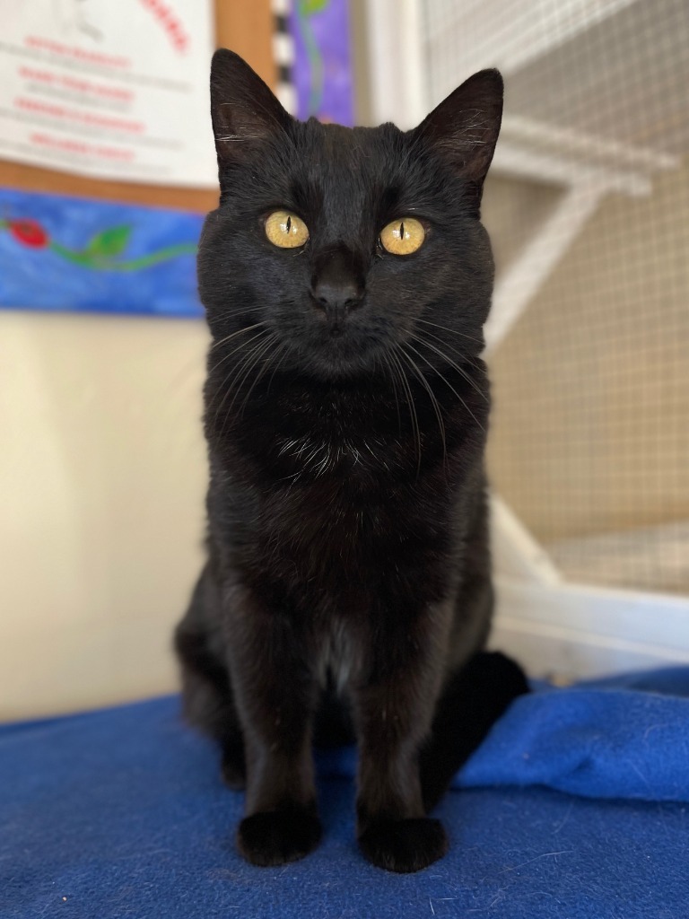 Midnight, an adoptable Domestic Short Hair in Cambria, CA, 93428 | Photo Image 7