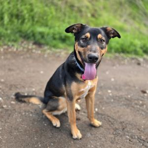 Roscoe