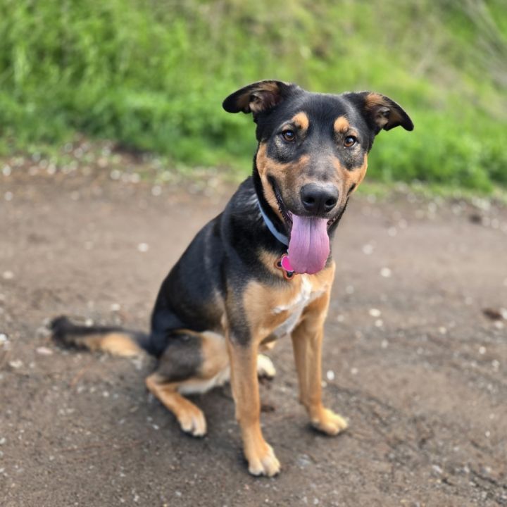 Roscoe 1