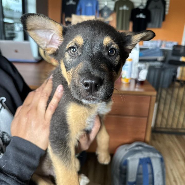Roscoe 2