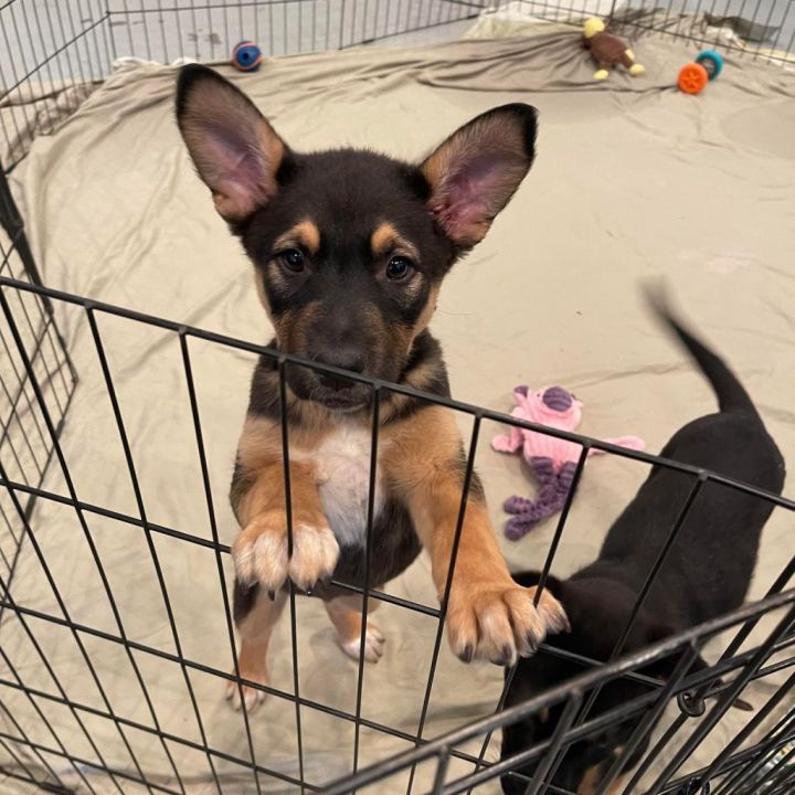 Roscoe 3