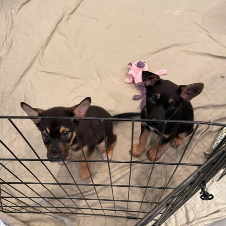 Roscoe 5