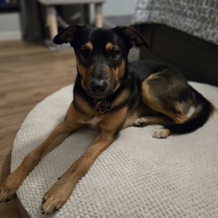 Roscoe 6