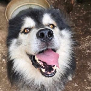 Lobo