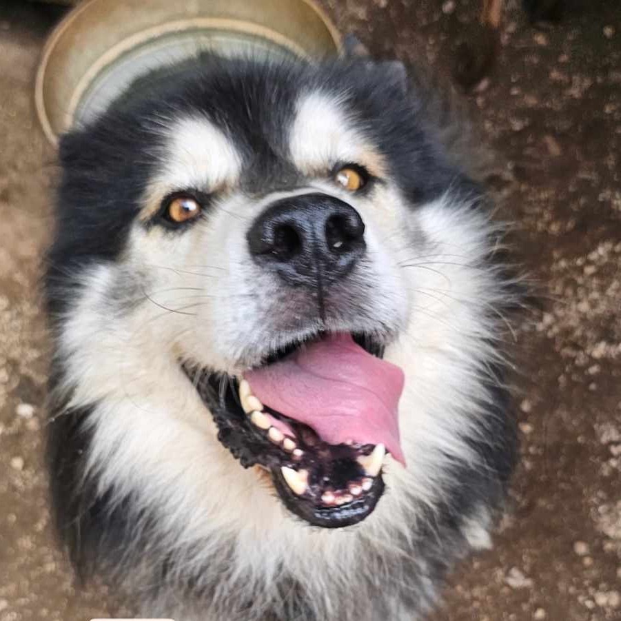 Lobo, an adoptable Siberian Husky, Mixed Breed in Bend, OR, 97702 | Photo Image 1