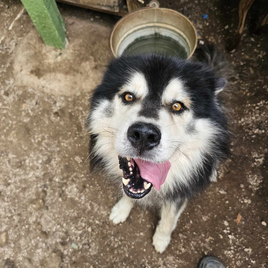 Lobo, an adoptable Siberian Husky, Mixed Breed in Bend, OR, 97702 | Photo Image 2