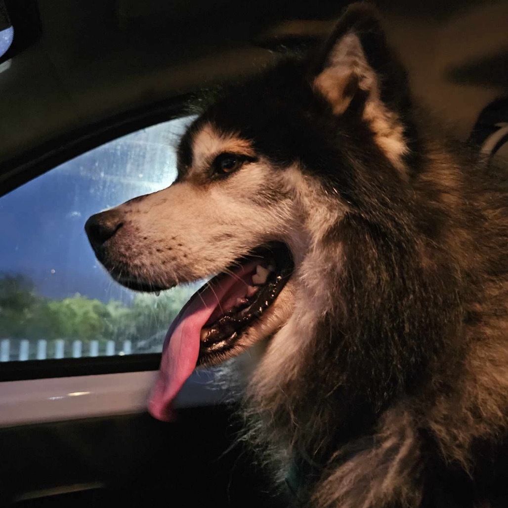 Lobo, an adoptable Siberian Husky, Mixed Breed in Bend, OR, 97702 | Photo Image 3