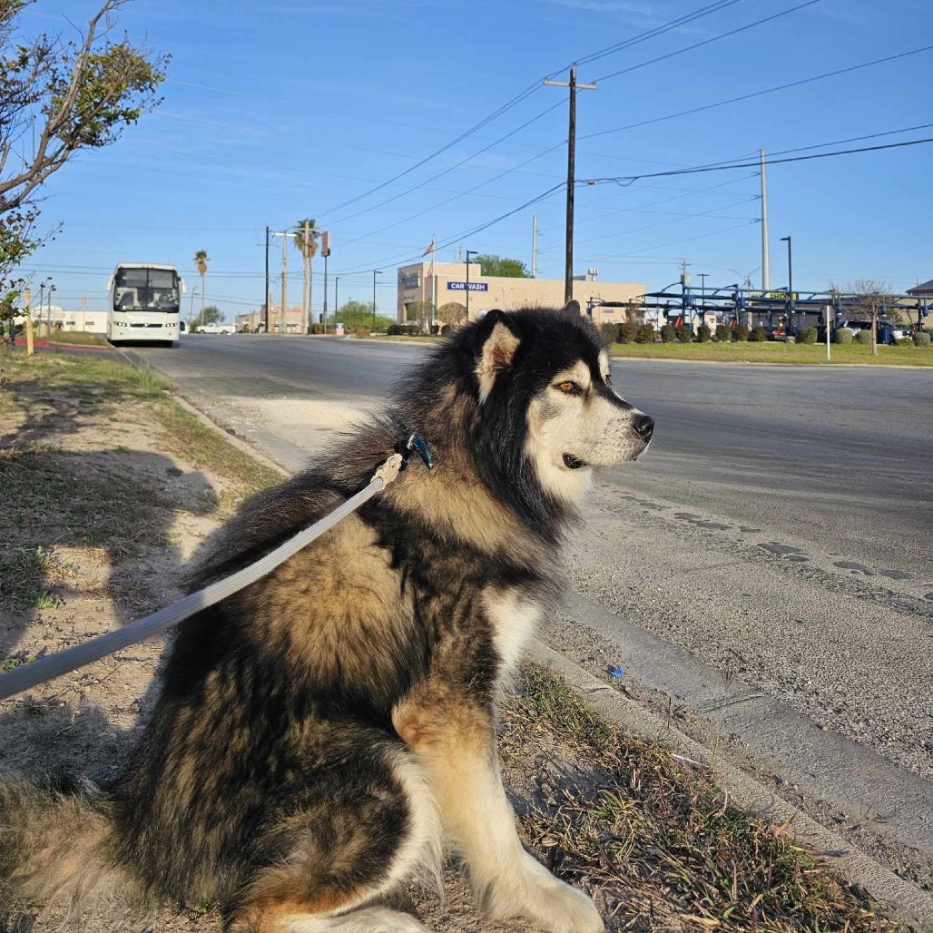 Lobo, an adoptable Siberian Husky, Mixed Breed in Bend, OR, 97702 | Photo Image 4
