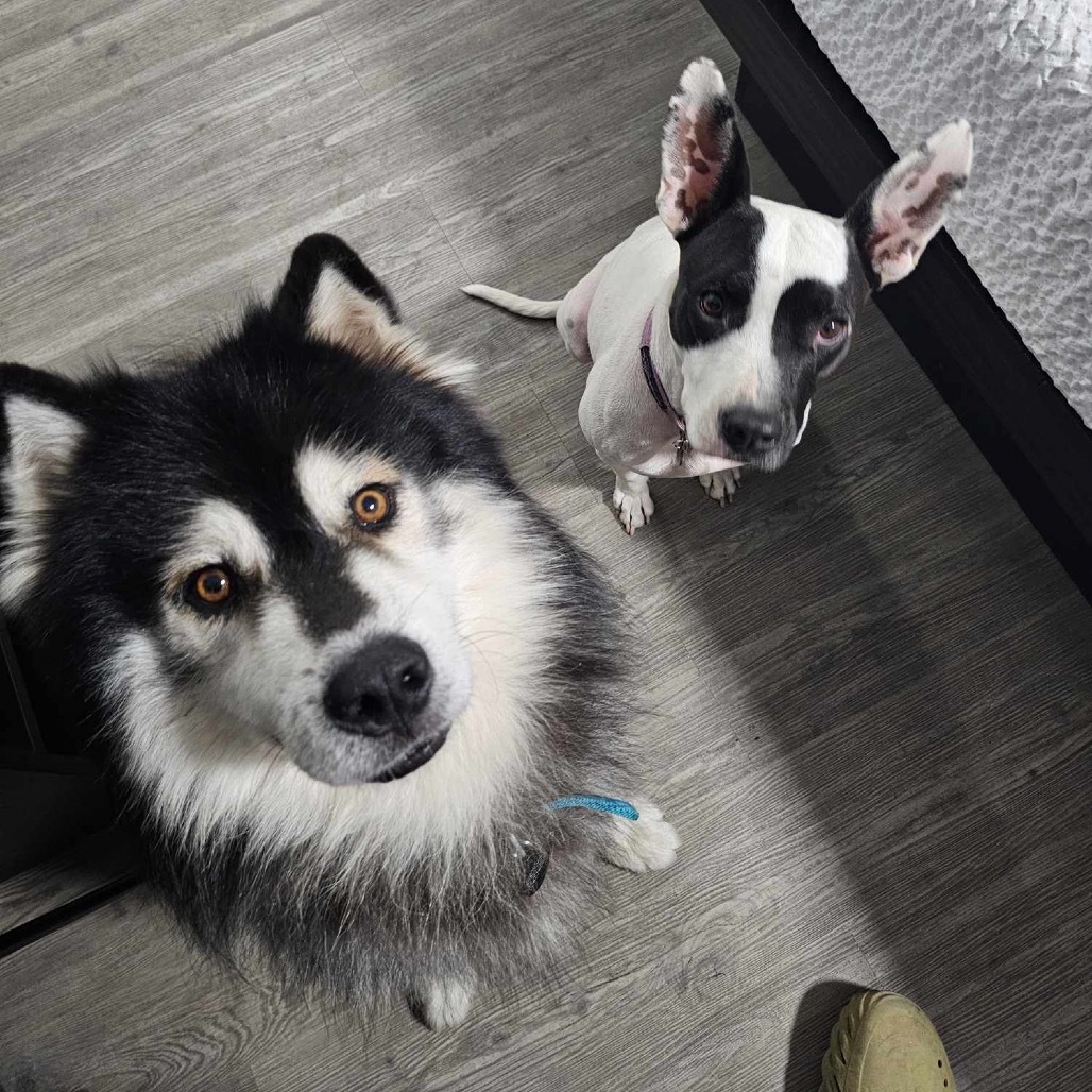 Lobo, an adoptable Siberian Husky, Mixed Breed in Bend, OR, 97702 | Photo Image 5