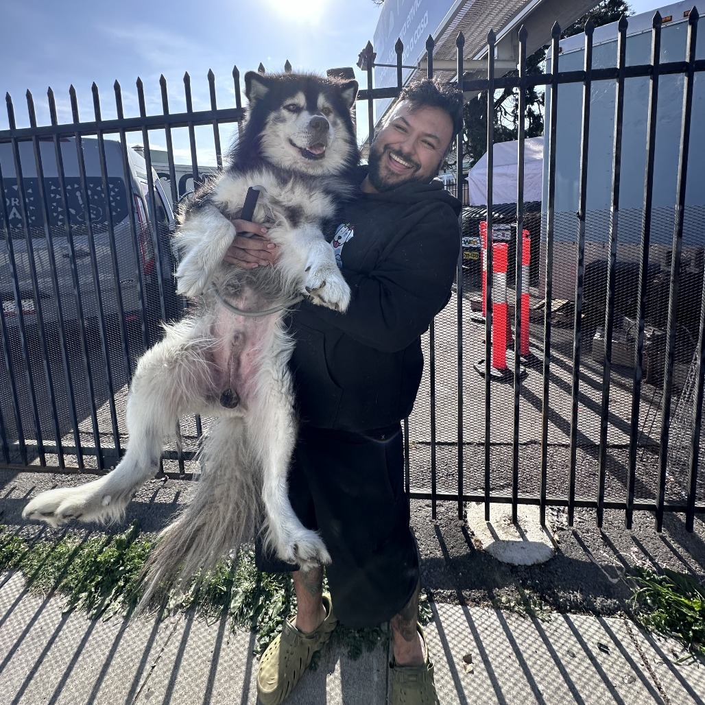 Lobo, an adoptable Siberian Husky, Mixed Breed in Bend, OR, 97702 | Photo Image 6