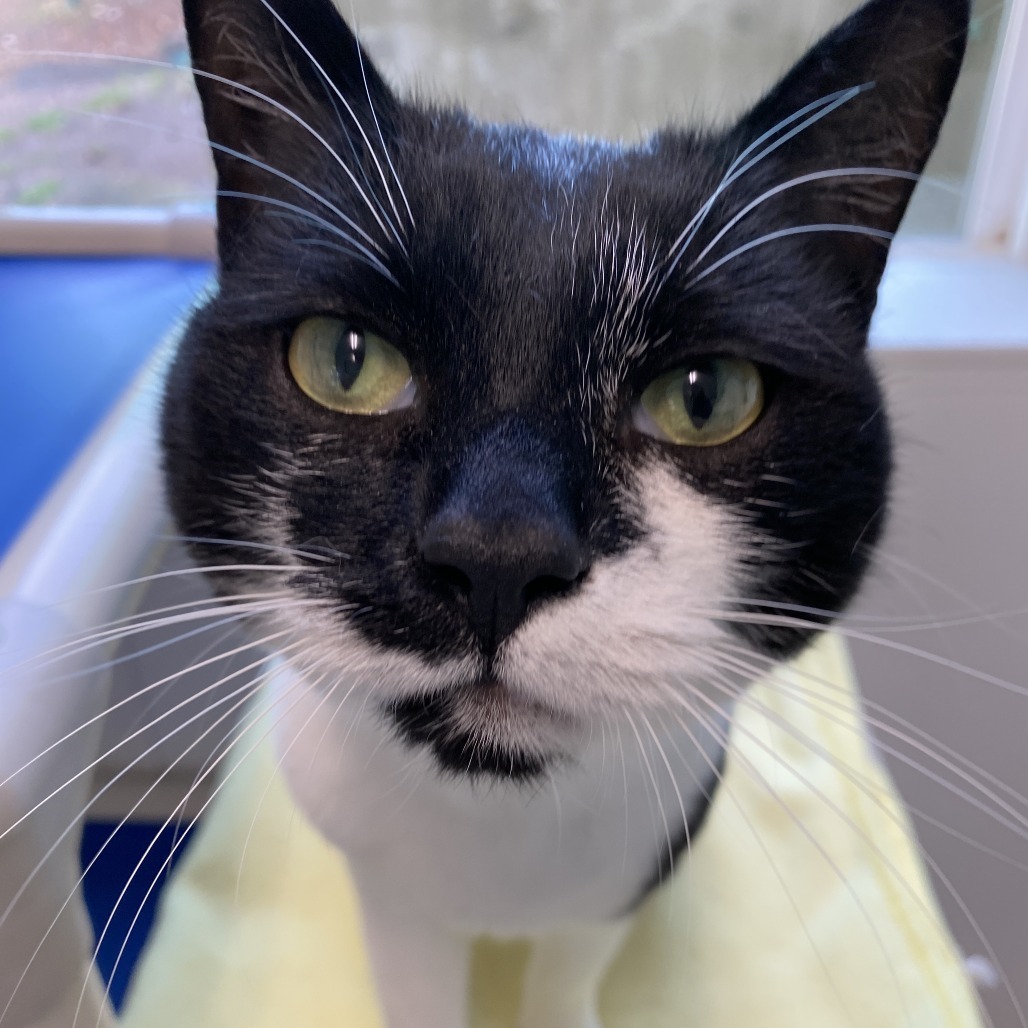 Penelope, an adoptable Domestic Short Hair, American Shorthair in Mount Shasta, CA, 96067 | Photo Image 1