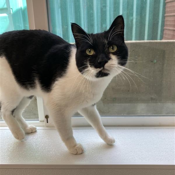 Penelope, an adoptable Domestic Short Hair, American Shorthair in Mount Shasta, CA, 96067 | Photo Image 3