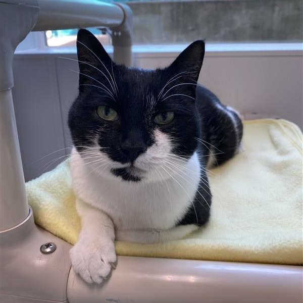 Penelope, an adoptable Domestic Short Hair, American Shorthair in Mount Shasta, CA, 96067 | Photo Image 4
