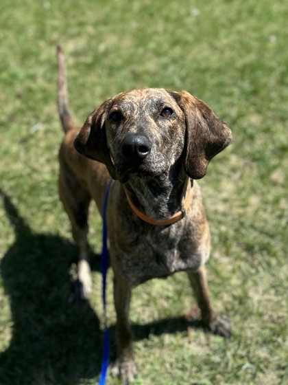 Copper, an adoptable Plott Hound, Mixed Breed in Willmar, MN, 56201 | Photo Image 1