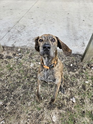 Copper, an adoptable Plott Hound, Mixed Breed in Willmar, MN, 56201 | Photo Image 2