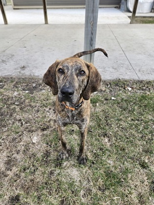 Copper, an adoptable Plott Hound, Mixed Breed in Willmar, MN, 56201 | Photo Image 3