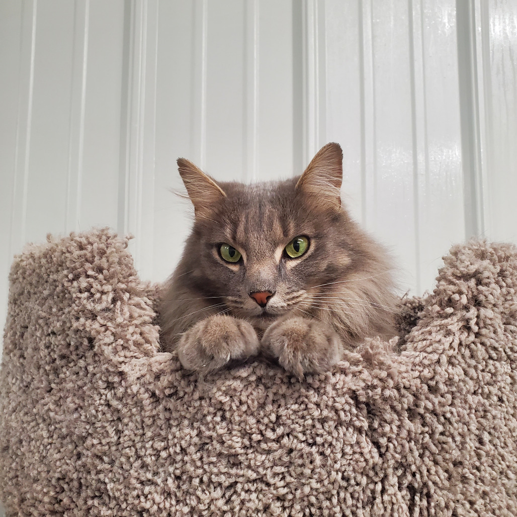 Sir Smokey