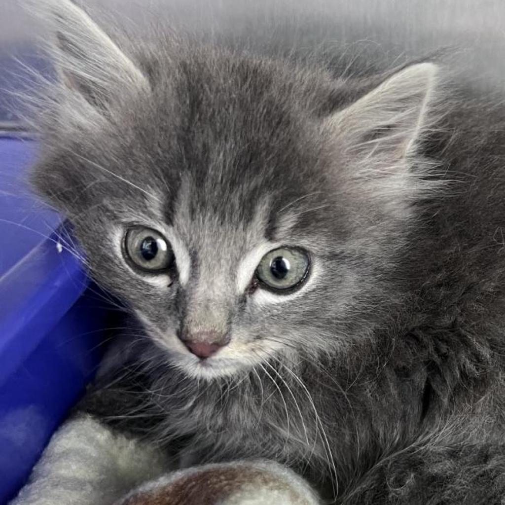 Sir Smokey, an adoptable Domestic Long Hair in Buffalo, WY, 82834 | Photo Image 2