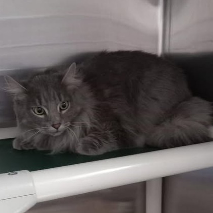 Sir Smokey, an adoptable Domestic Long Hair in Buffalo, WY, 82834 | Photo Image 3