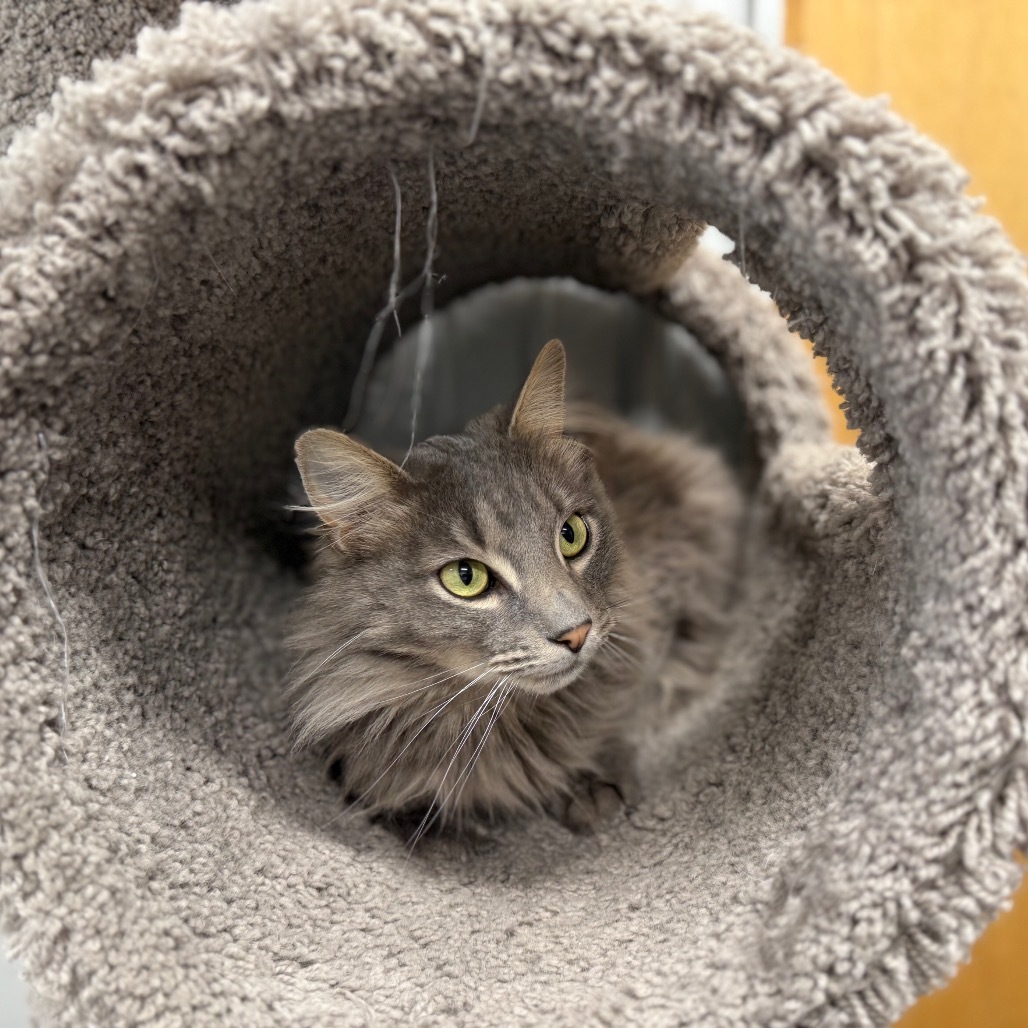 Sir Smokey, an adoptable Domestic Long Hair in Buffalo, WY, 82834 | Photo Image 4