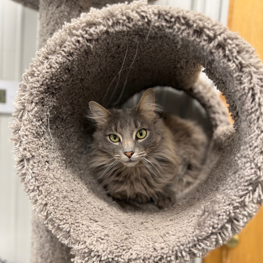 Sir Smokey, an adoptable Domestic Long Hair in Buffalo, WY, 82834 | Photo Image 5