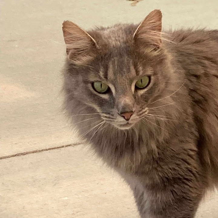 Sir Smokey, an adoptable Domestic Long Hair in Buffalo, WY, 82834 | Photo Image 6