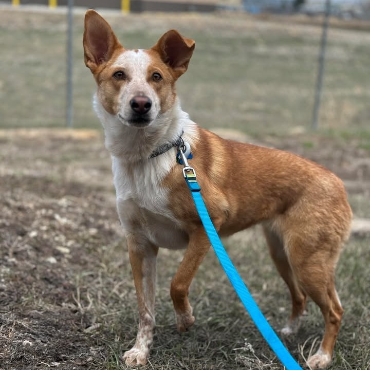 Ember, an adoptable Mixed Breed in Buffalo, WY, 82834 | Photo Image 1
