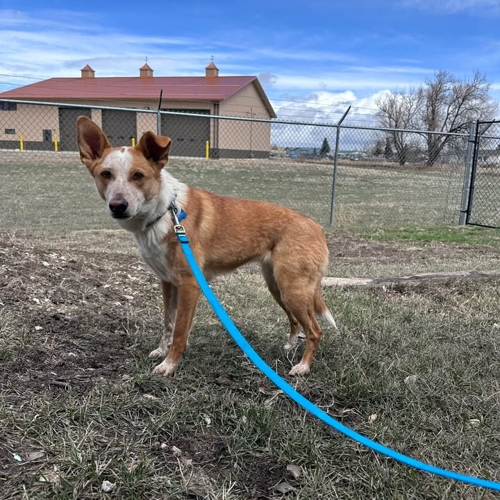 Ember, an adoptable Mixed Breed in Buffalo, WY, 82834 | Photo Image 2