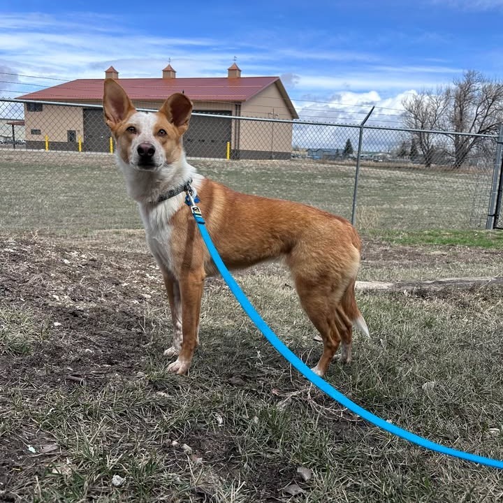 Ember, an adoptable Mixed Breed in Buffalo, WY, 82834 | Photo Image 3