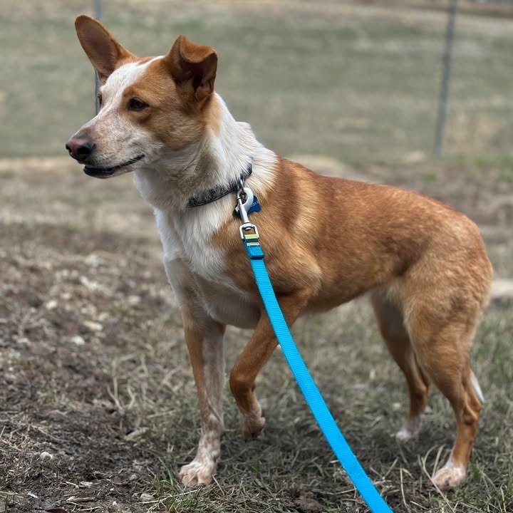 Ember, an adoptable Mixed Breed in Buffalo, WY, 82834 | Photo Image 4