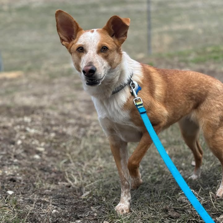 Ember, an adoptable Mixed Breed in Buffalo, WY, 82834 | Photo Image 5