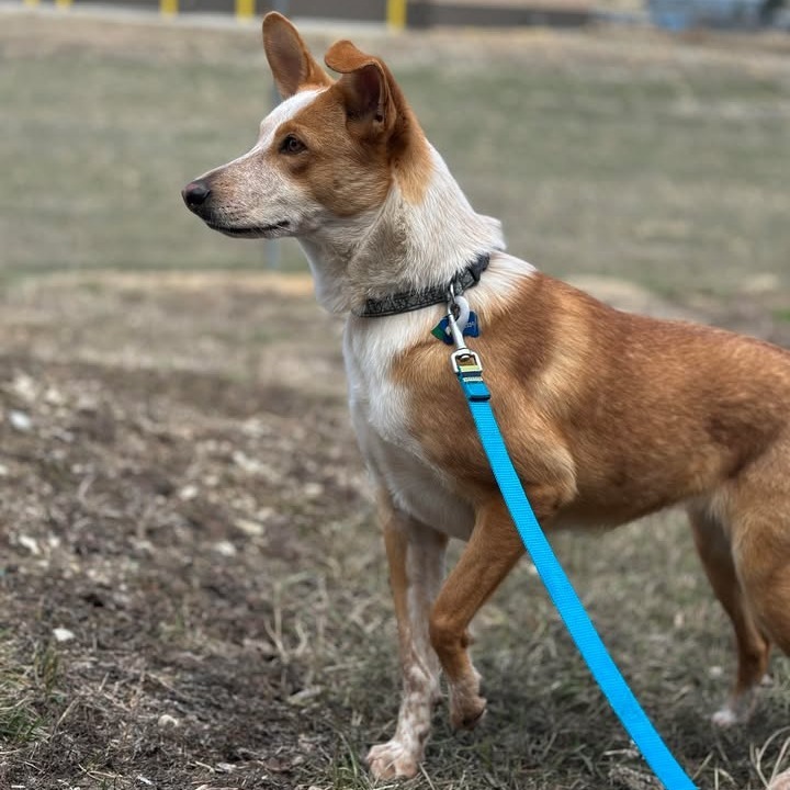 Ember, an adoptable Mixed Breed in Buffalo, WY, 82834 | Photo Image 6
