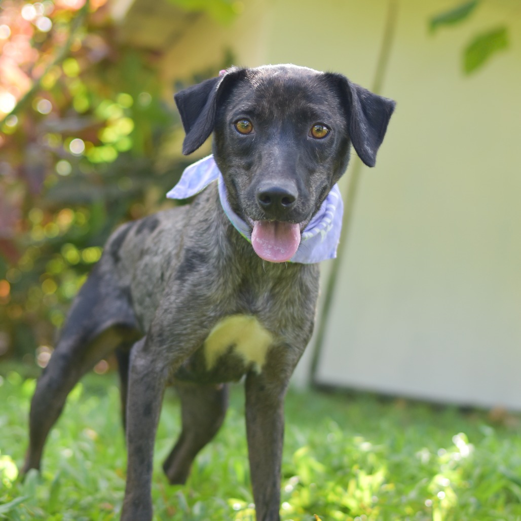 Violet, an adoptable Mixed Breed in Kailua Kona, HI, 96740 | Photo Image 1