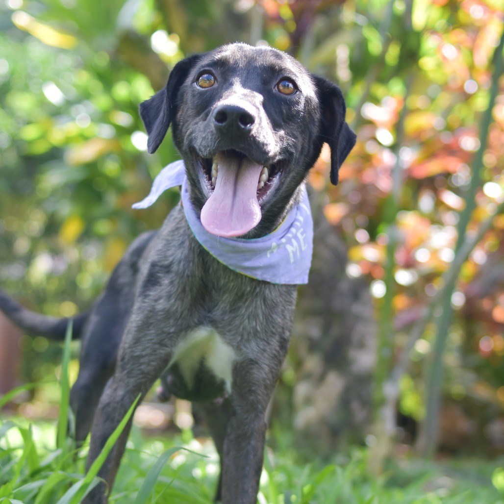 Violet, an adoptable Mixed Breed in Kailua Kona, HI, 96740 | Photo Image 2