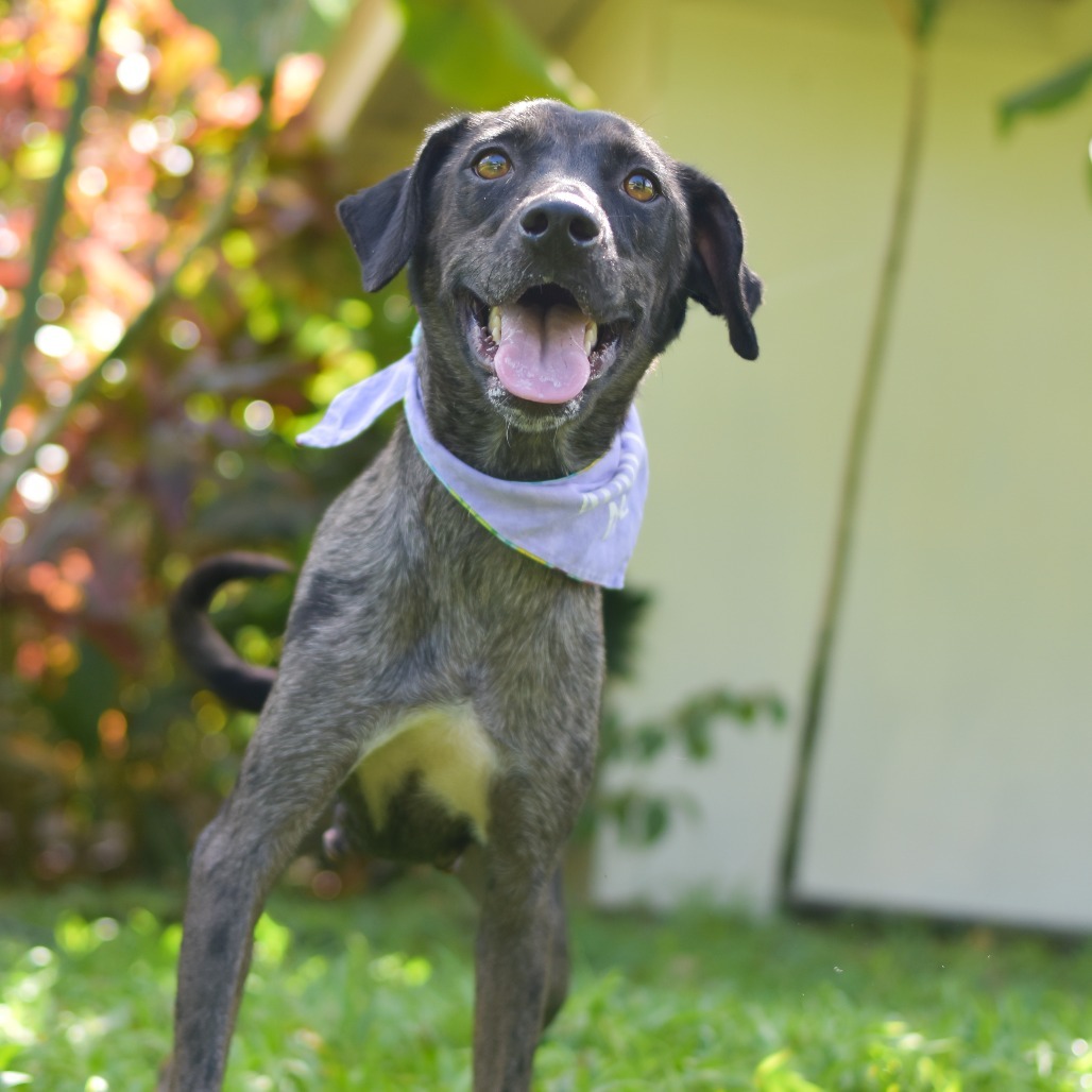 Violet, an adoptable Mixed Breed in Kailua Kona, HI, 96740 | Photo Image 3