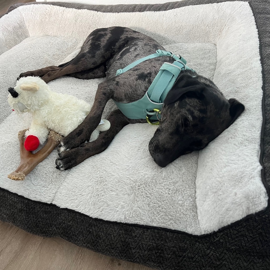 Violet, an adoptable Mixed Breed in Kailua Kona, HI, 96740 | Photo Image 4