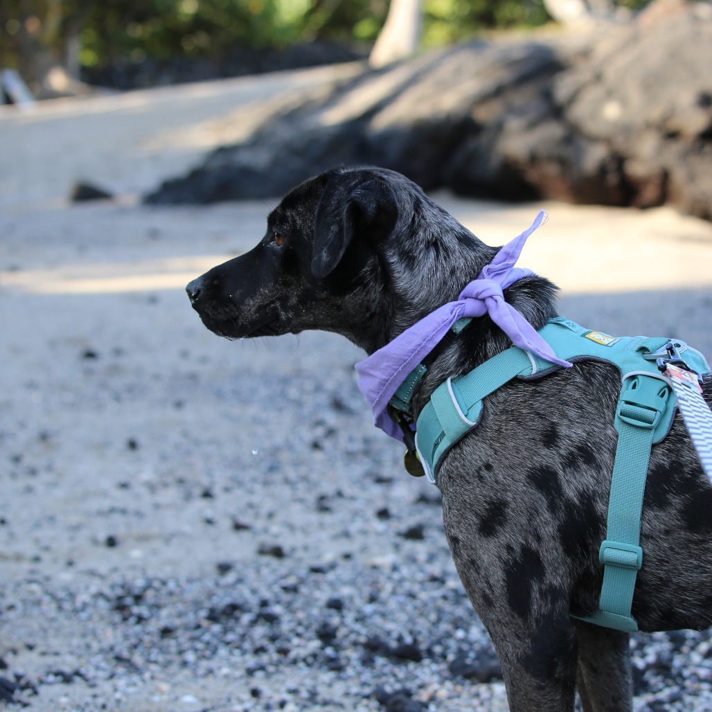 Violet, an adoptable Mixed Breed in Kailua Kona, HI, 96740 | Photo Image 5