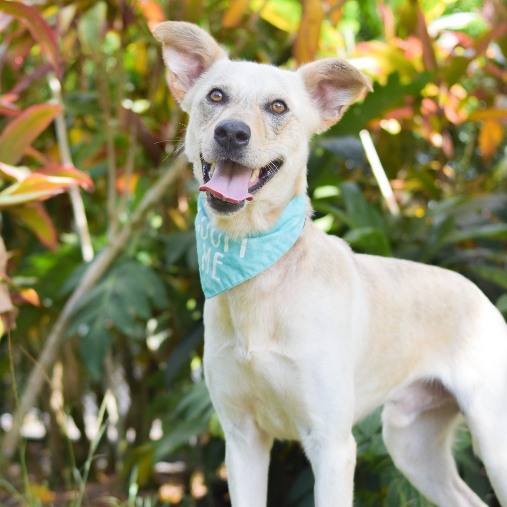 Wiley, an adoptable Mixed Breed in Kailua Kona, HI, 96740 | Photo Image 1