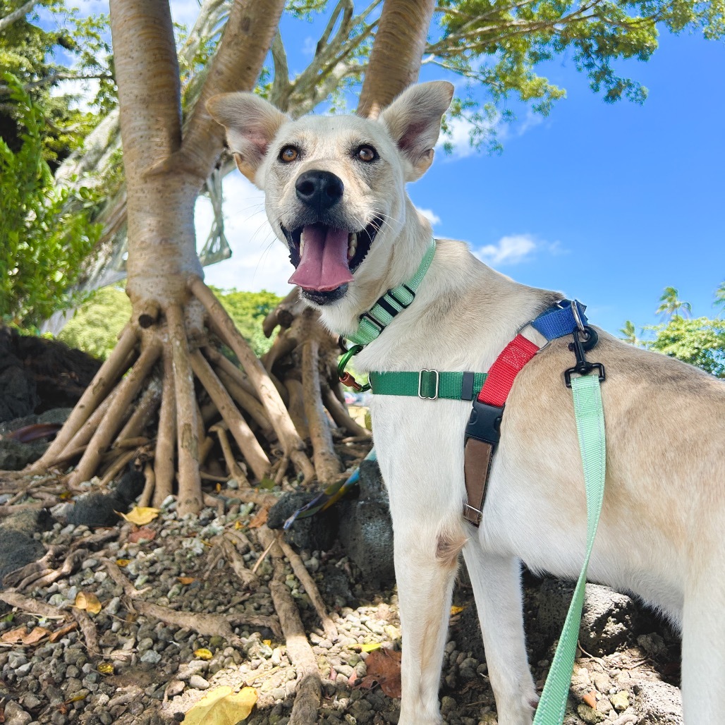 Wiley, an adoptable Mixed Breed in Kailua Kona, HI, 96740 | Photo Image 1