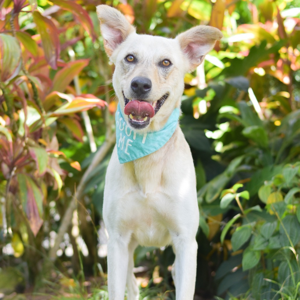 Wiley, an adoptable Mixed Breed in Kailua Kona, HI, 96740 | Photo Image 2