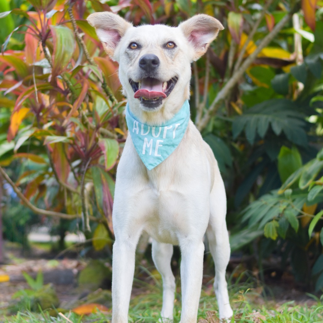 Wiley, an adoptable Mixed Breed in Kailua Kona, HI, 96740 | Photo Image 3