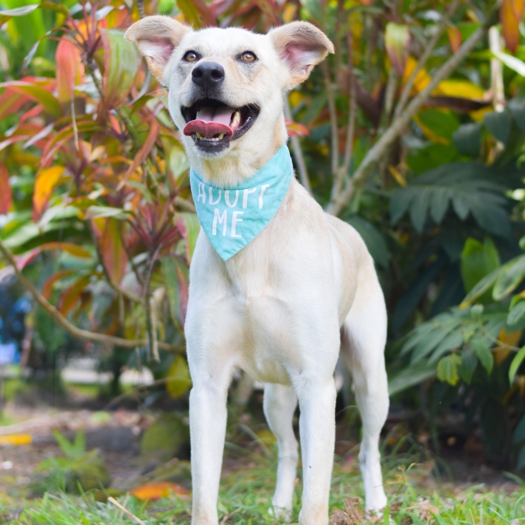 Wiley, an adoptable Mixed Breed in Kailua Kona, HI, 96740 | Photo Image 4