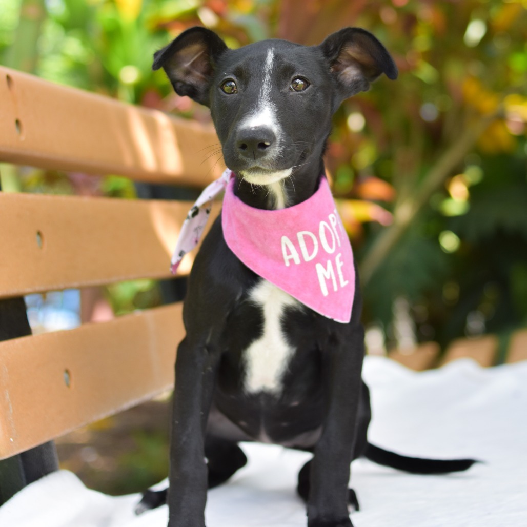 Peeps, an adoptable Mixed Breed in Kailua Kona, HI, 96740 | Photo Image 1