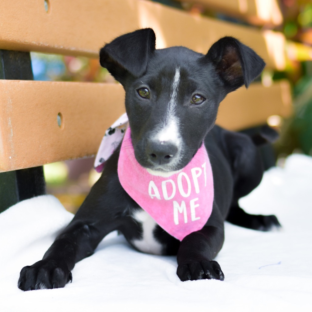 Peeps, an adoptable Mixed Breed in Kailua Kona, HI, 96740 | Photo Image 2