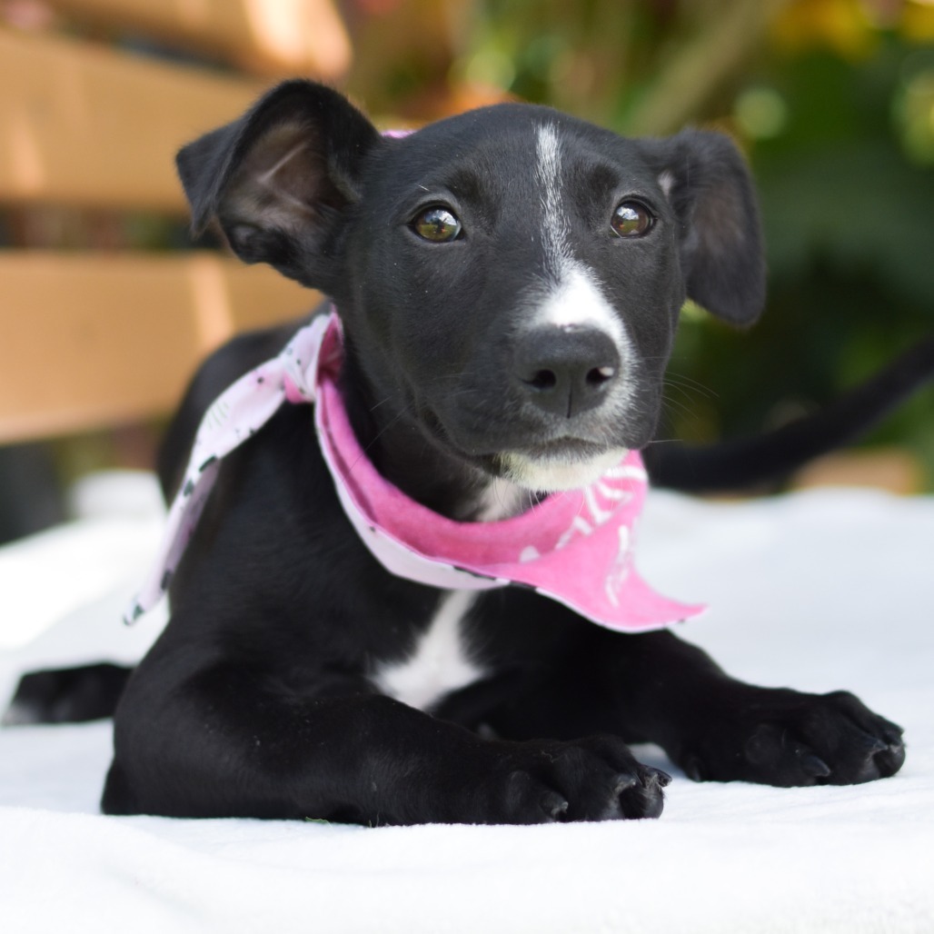 Peeps, an adoptable Mixed Breed in Kailua Kona, HI, 96740 | Photo Image 3
