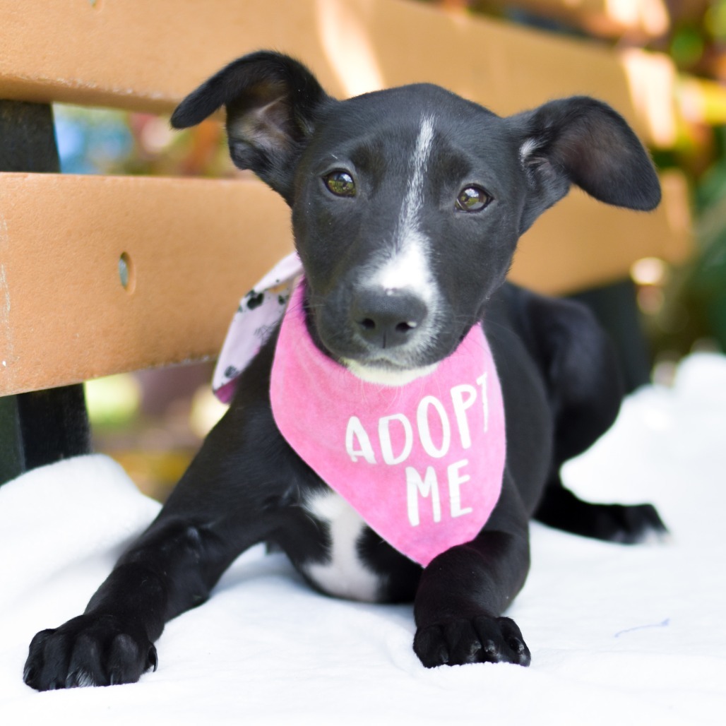 Peeps, an adoptable Mixed Breed in Kailua Kona, HI, 96740 | Photo Image 4
