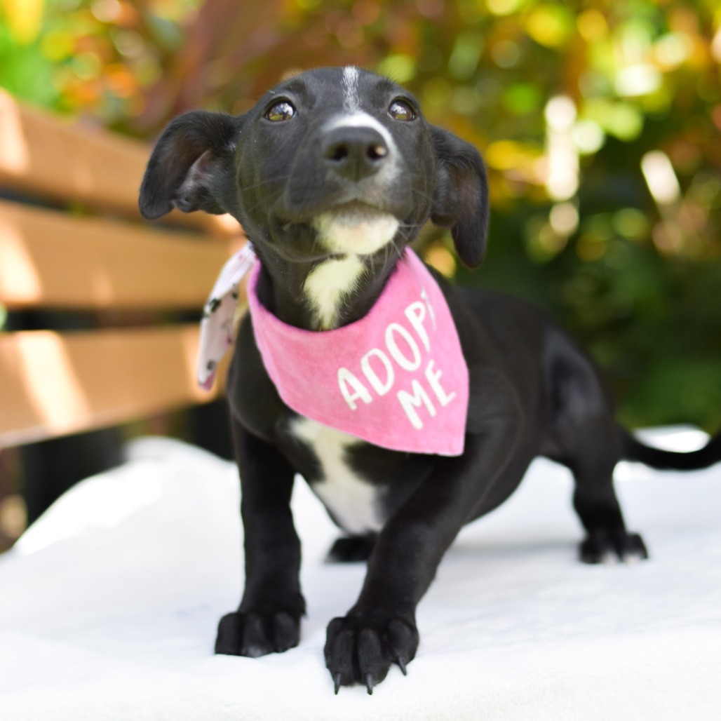 Peeps, an adoptable Mixed Breed in Kailua Kona, HI, 96740 | Photo Image 5
