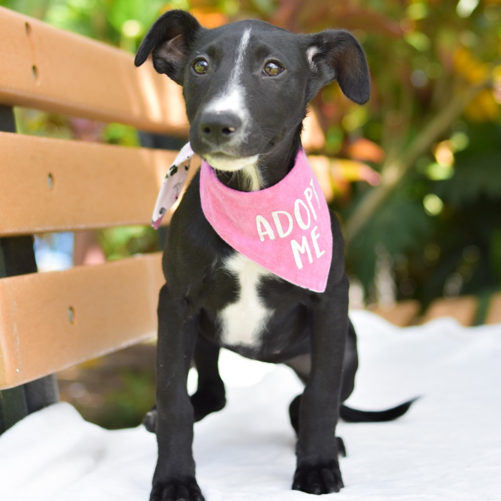 Peeps, an adoptable Mixed Breed in Kailua Kona, HI, 96740 | Photo Image 6
